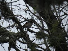 Baeolophus atricristatus