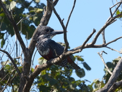 Megaceryle maxima maxima