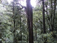 Heliocereus speciosus