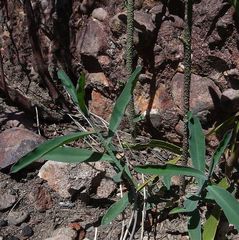 Philotheca myoporoides myoporoides