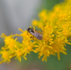 Lasioglossum