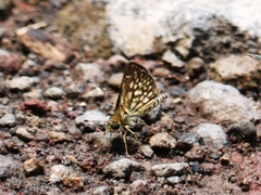 Dardarina dardaris