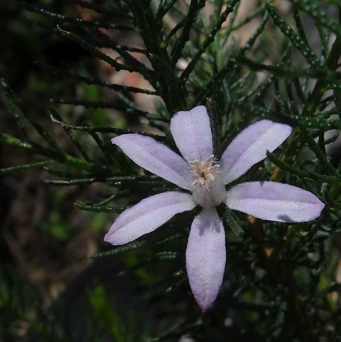 Philotheca salsolifolia (Sm.) Druce