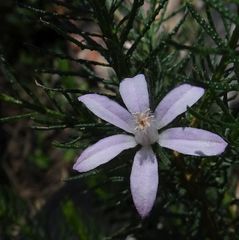 Philotheca salsolifolia