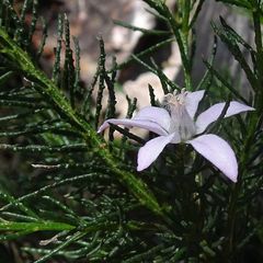 Philotheca salsolifolia