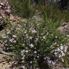 Philotheca salsolifolia