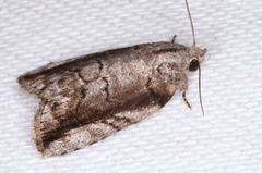 Etanna clopaea