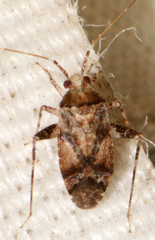 Phytocoris breviusculus