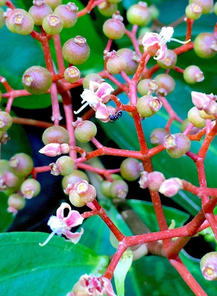 Pachycentria