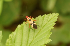 Dysdercus mimus