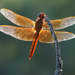 Flame Skimmer - Photo (c) Katja Schulz, some rights reserved (CC BY)