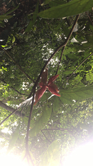 Sterculia lanceolata