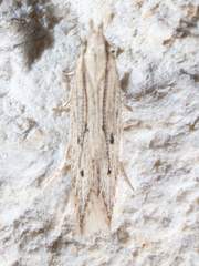 Isophrictis trimaculella