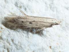 Isophrictis trimaculella