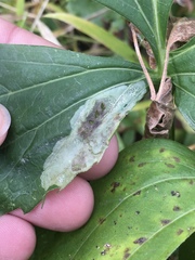 Calycomyza frickiana