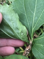 Calycomyza frickiana
