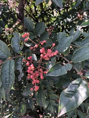 Zanthoxylum simulans