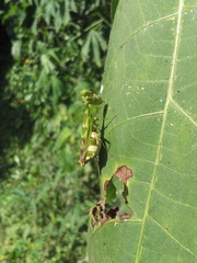 Acontista mexicana
