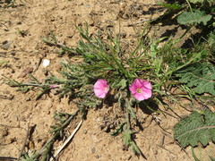 Convolvulus erubescens