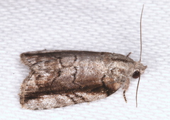 Etanna clopaea