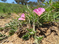 Convolvulus erubescens