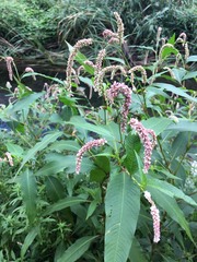 Persicaria lapathifolia lapathifolia