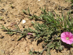 Convolvulus erubescens