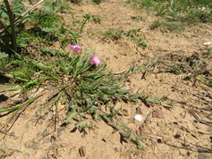 Convolvulus erubescens