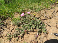 Convolvulus erubescens