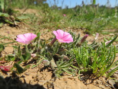 Convolvulus erubescens