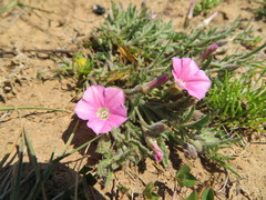 Convolvulus erubescens