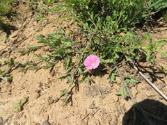 Convolvulus erubescens