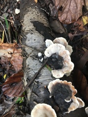 Cymatoderma dendriticum