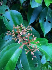 Pachycentria pulverulenta