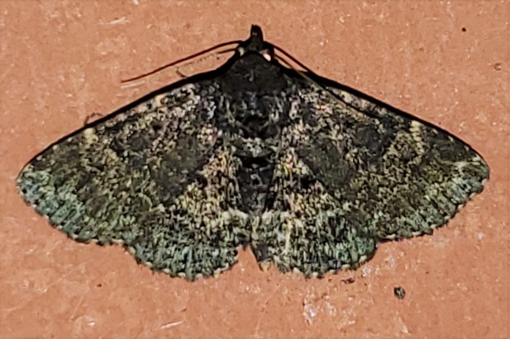 Diabolical Fungus Moth