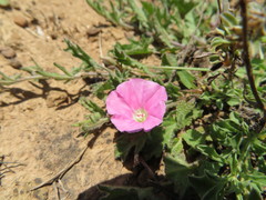 Convolvulus erubescens