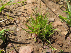 Isoetopsis graminifolia