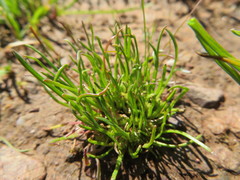 Isoetopsis graminifolia