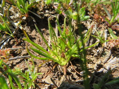 Isoetopsis graminifolia