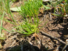 Isoetopsis graminifolia