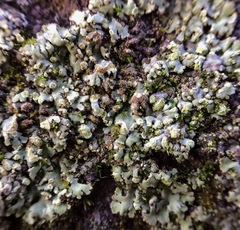 Physciella melanchra