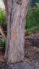Leptospermum petersonii