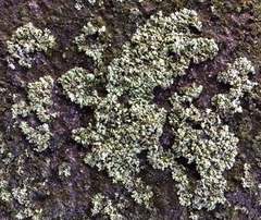 Physciella melanchra