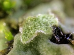 Physciella melanchra