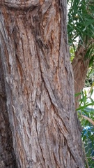 Leptospermum petersonii