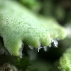 Physciella melanchra