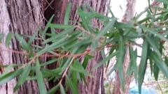 Leptospermum petersonii