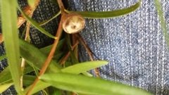 Leptospermum petersonii