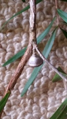 Leptospermum petersonii