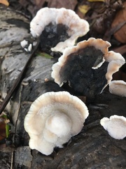 Cymatoderma dendriticum